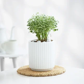 Aralia Plant In Ribbed White Planter