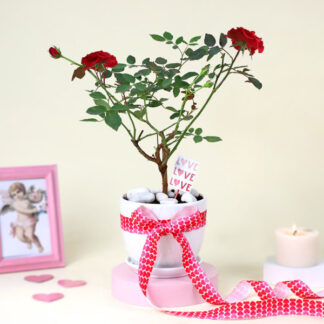 Love-struck Rose plant with platter vase