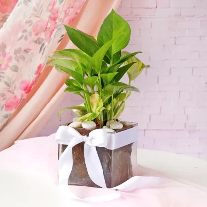 Money Plant In Square Glass Vase