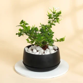 Jasmine Plant With Black Planter