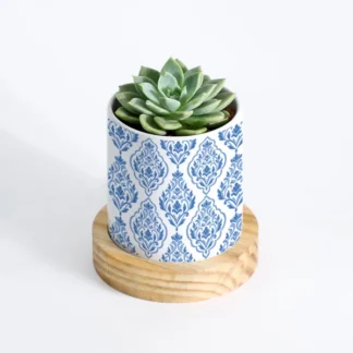 Nature's Treasure - Echeveria Succulent With Pot