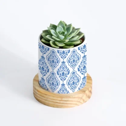 Nature's Treasure - Echeveria Succulent With Pot